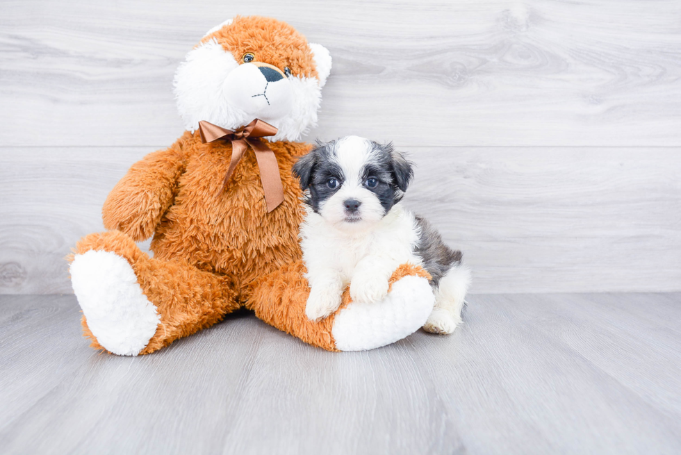 Popular Teddy Bear Designer Pup