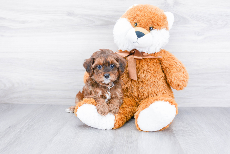 Sweet Cavapoo Baby