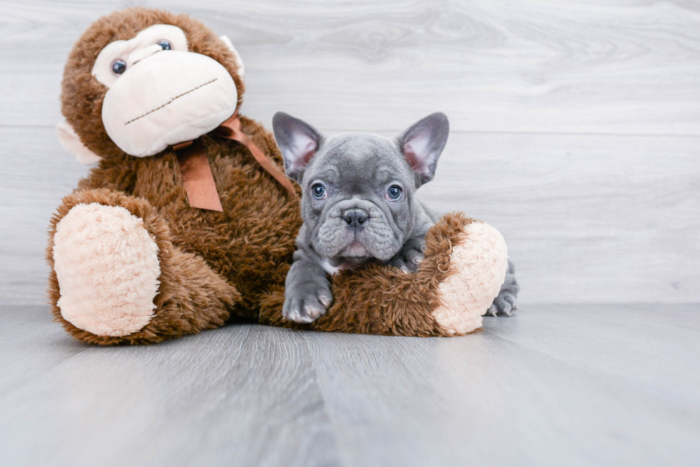 French Bulldog Puppy for Adoption