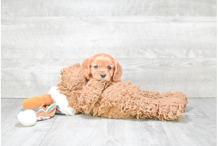 Best Cavapoo Baby