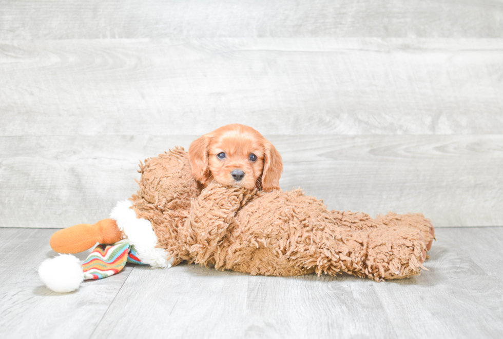 Best Cavapoo Baby