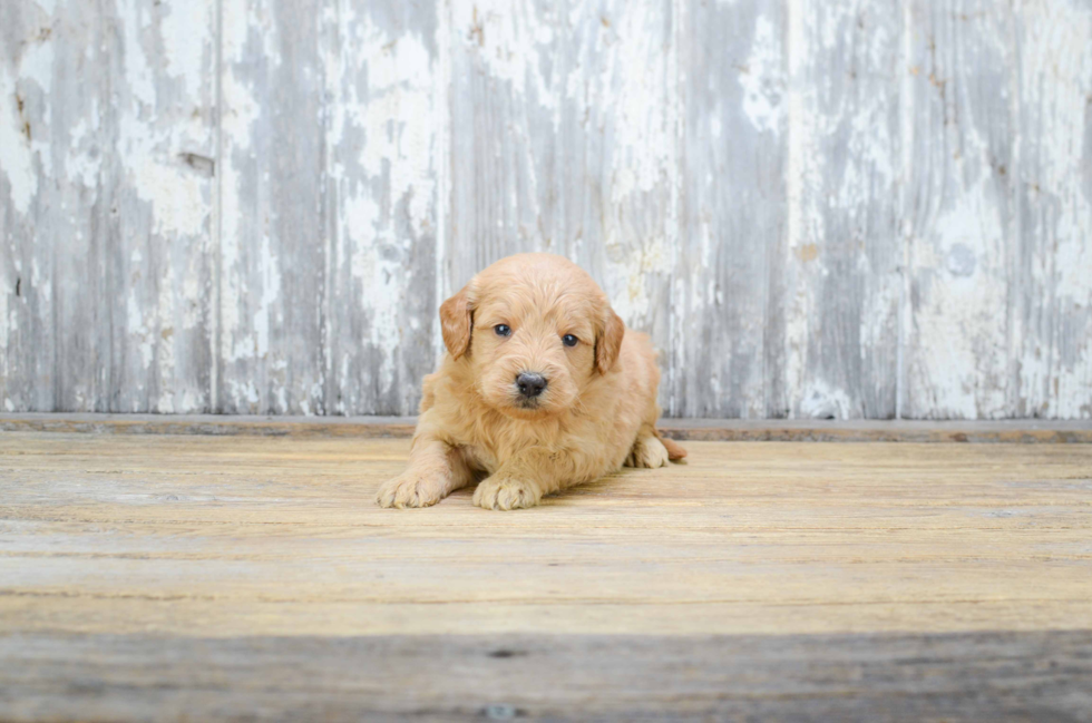 Mini Goldendoodle Puppy for Adoption