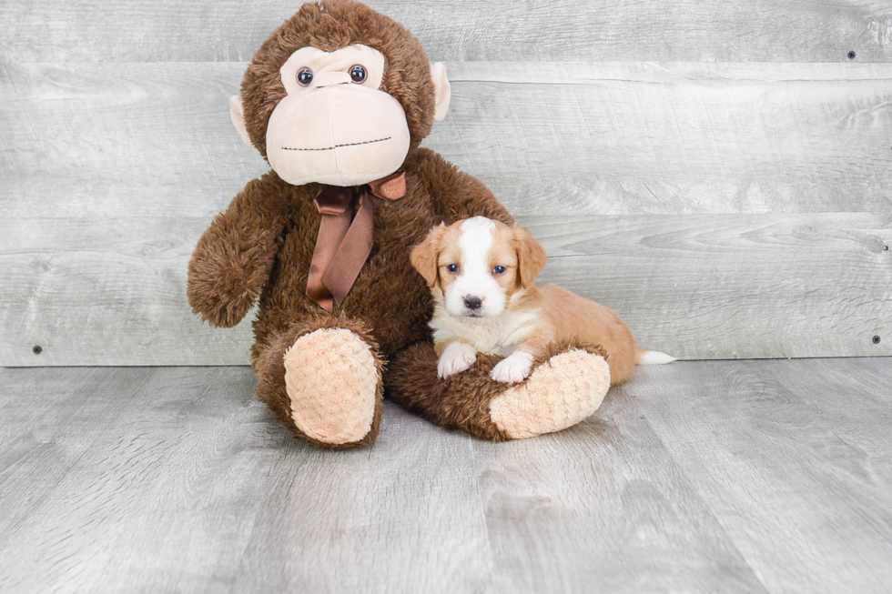 Mini Bernedoodle Pup Being Cute