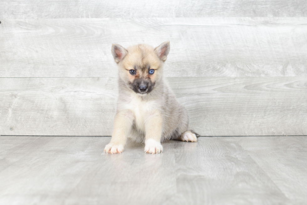 Pomsky Pup Being Cute