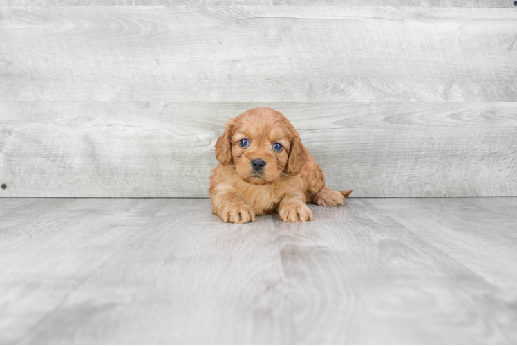 Funny Cockapoo Poodle Mix Pup