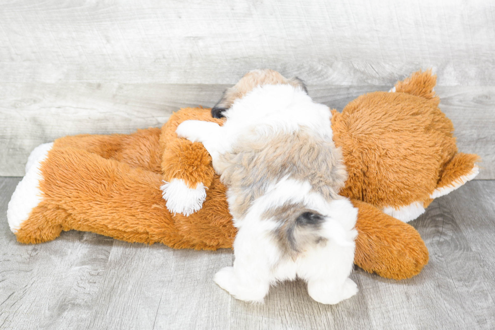 Cute Havanese Purebred Puppy