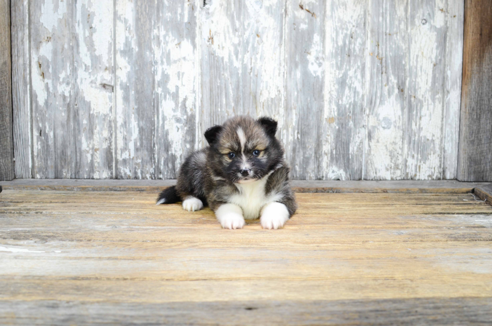 Cute Pomsky Baby