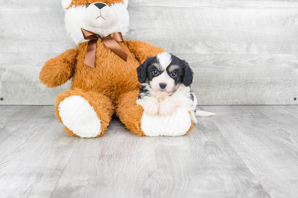 Best Cavachon Baby