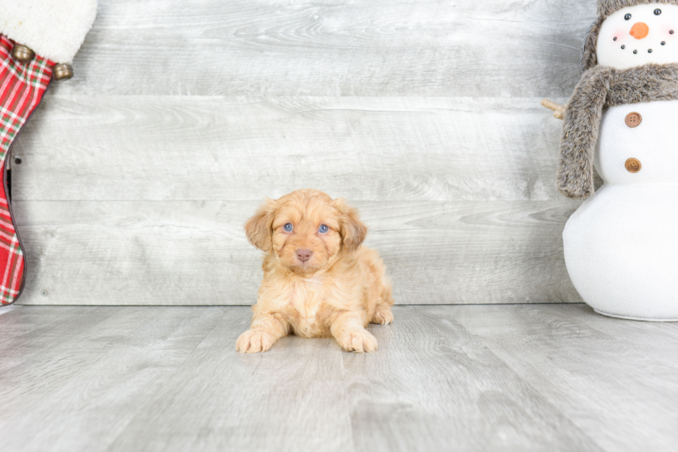 Fluffy Mini Aussiedoodle Poodle Mix Pup