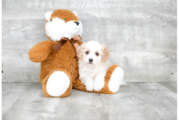 Cavachon Pup Being Cute