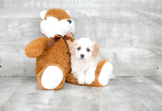 Cavachon Pup Being Cute