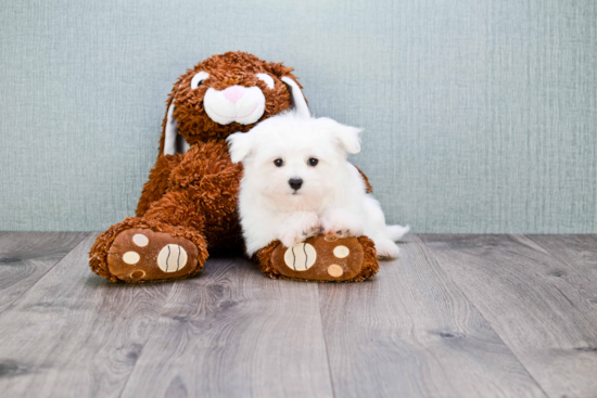 Playful Maltese Purebred Pup