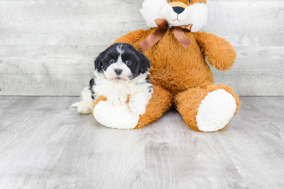 Havanese Pup Being Cute