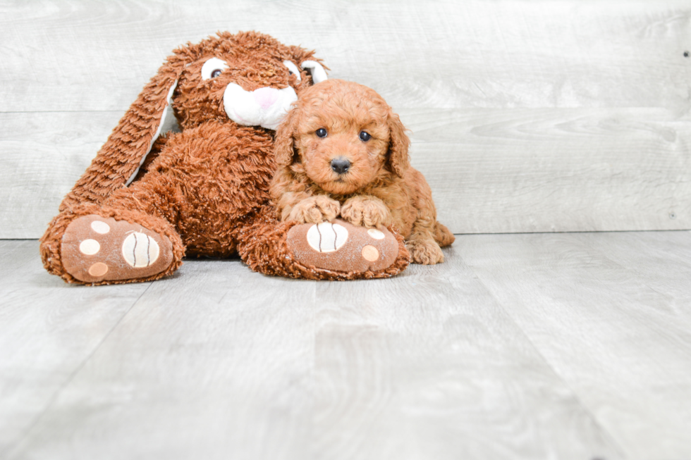 Mini Goldendoodle Puppy for Adoption