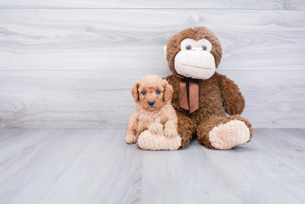 Sweet Cavapoo Baby