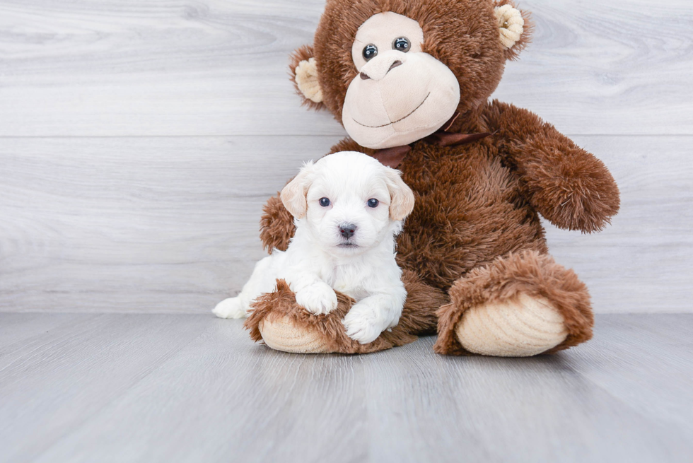 Teddy Bear Pup Being Cute