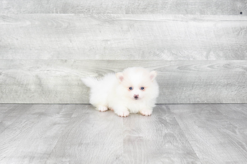 Sweet Pomeranian Purebred Puppy