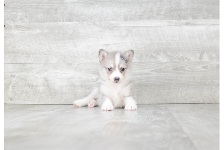 Friendly Pomsky Baby