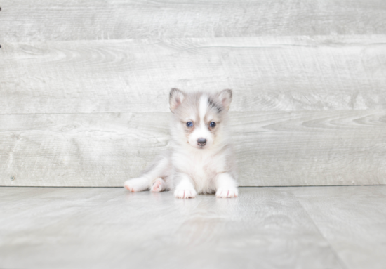 Friendly Pomsky Baby