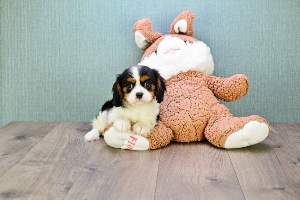 Cavalier King Charles Spaniel Pup Being Cute