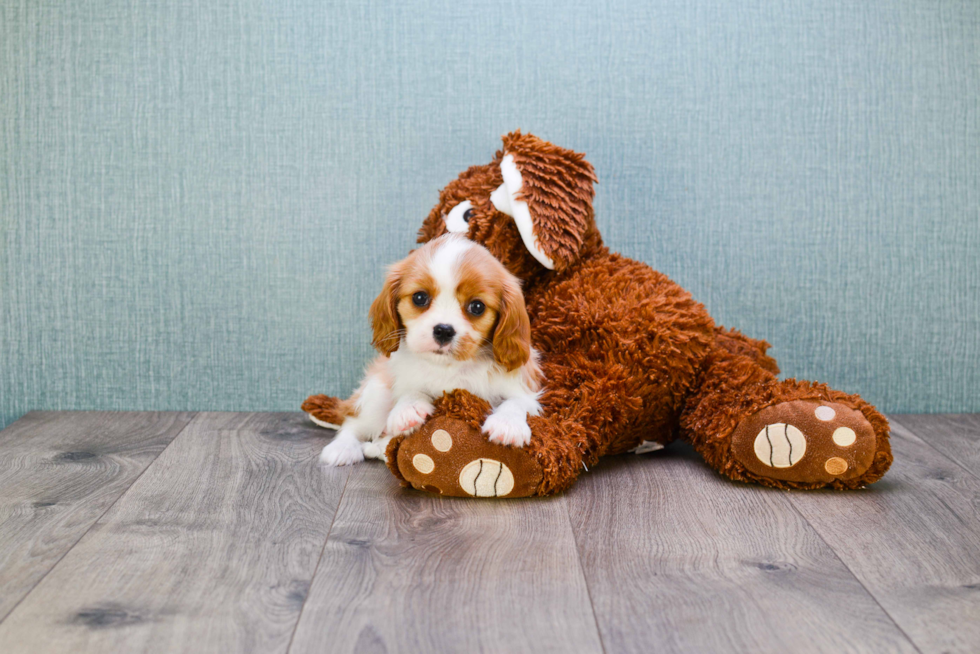 Cavalier King Charles Spaniel Puppy for Adoption