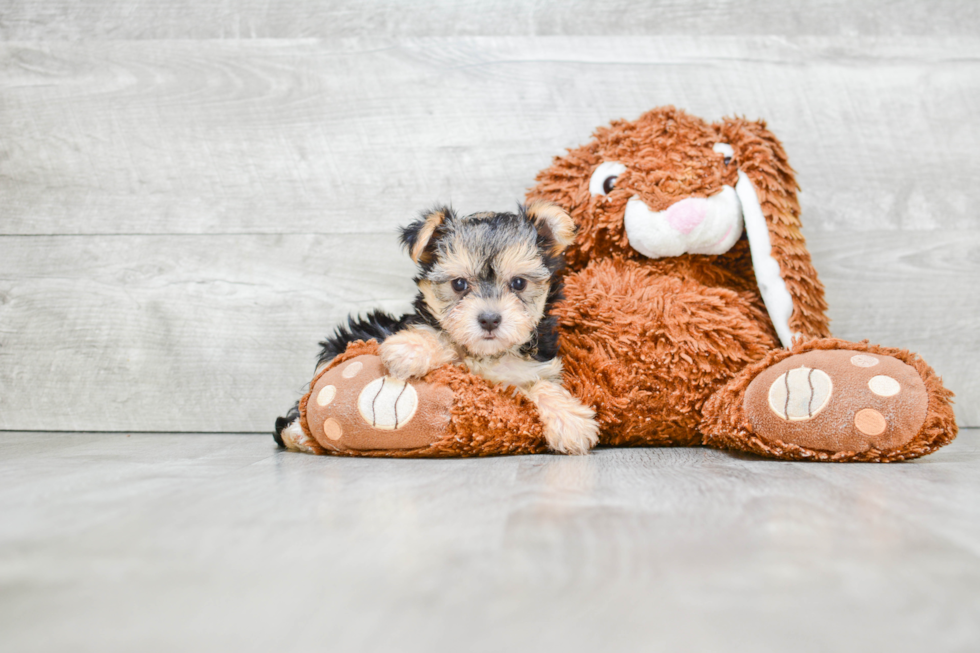 Morkie Pup Being Cute