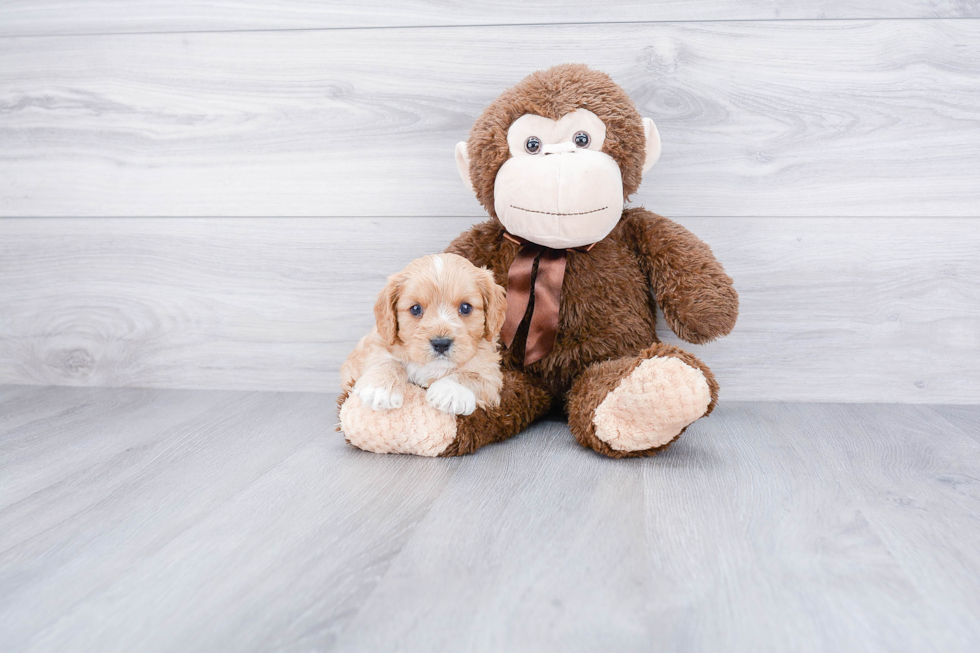 Best Cavapoo Baby