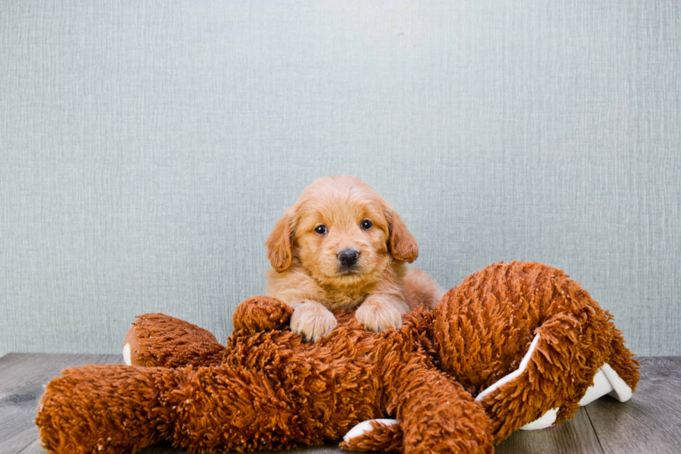 Popular Mini Goldendoodle Poodle Mix Pup