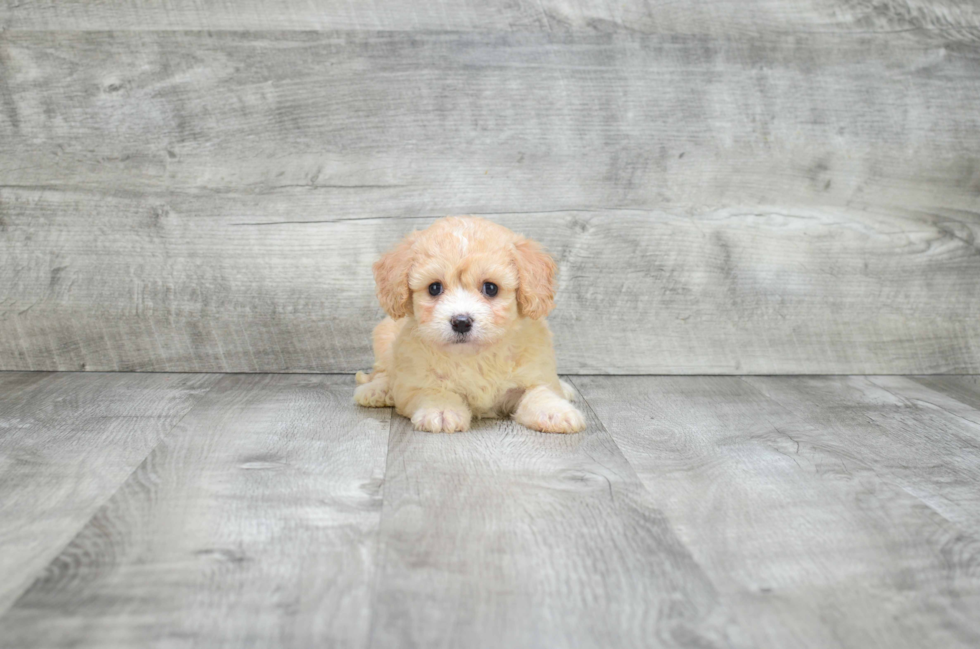 Friendly Cavachon Baby