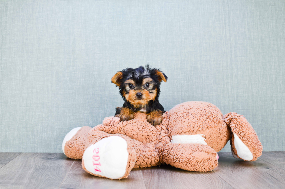 Meet Capone - our Yorkshire Terrier Puppy Photo 