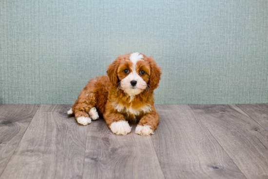 Cavapoo Puppy for Adoption