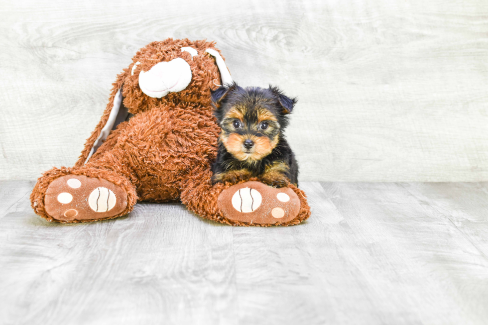 Meet Twinkle - our Yorkshire Terrier Puppy Photo 