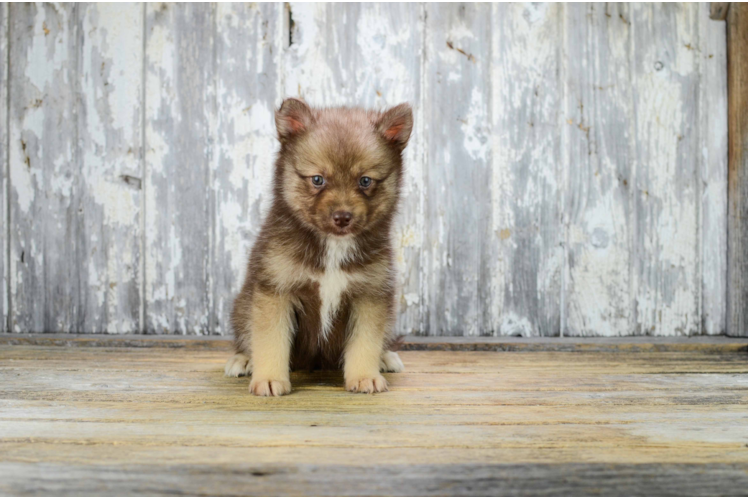 Best Pomsky Baby