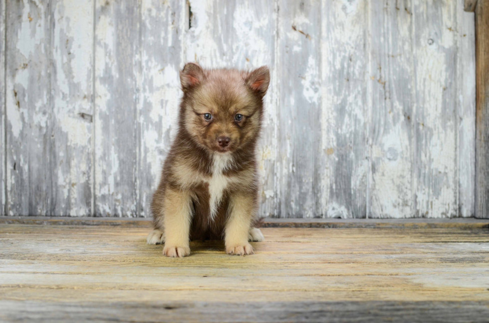 Best Pomsky Baby