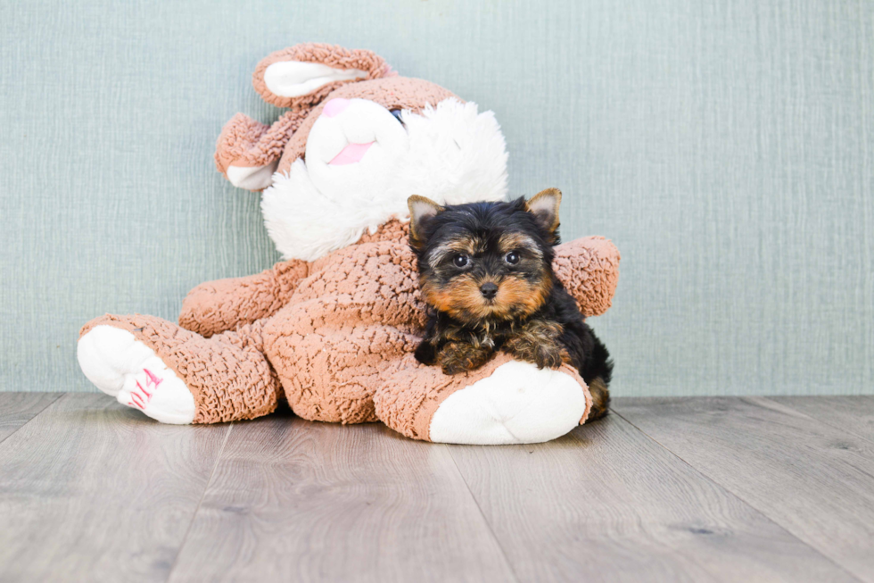 Meet Giselle - our Yorkshire Terrier Puppy Photo 