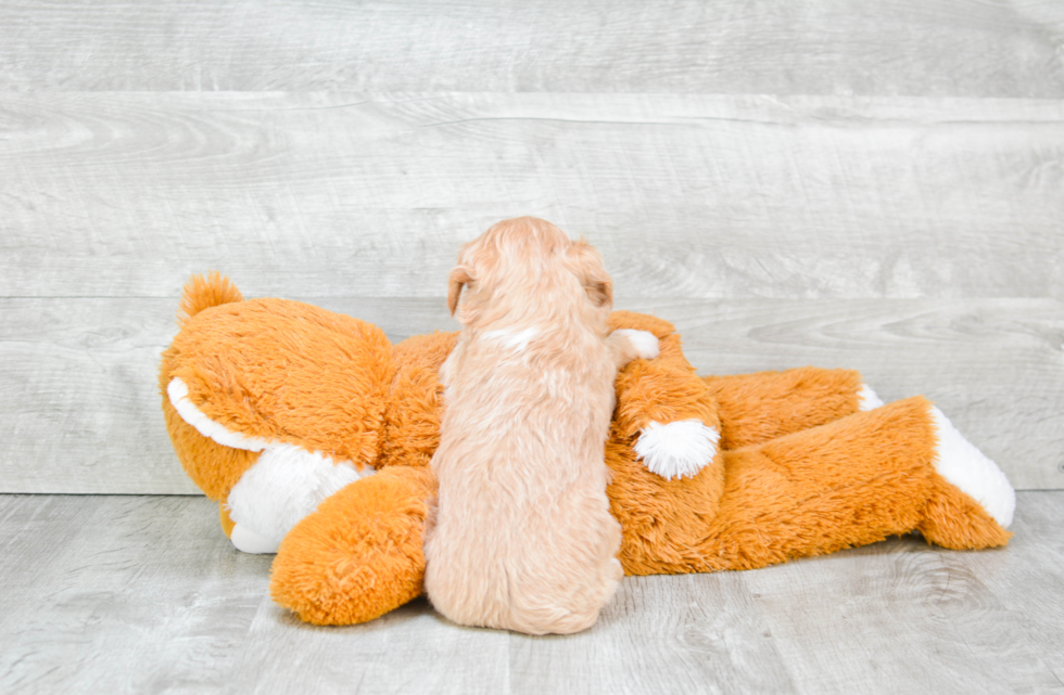 Maltipoo Pup Being Cute