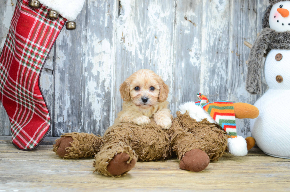 Funny Cavachon Designer Pup