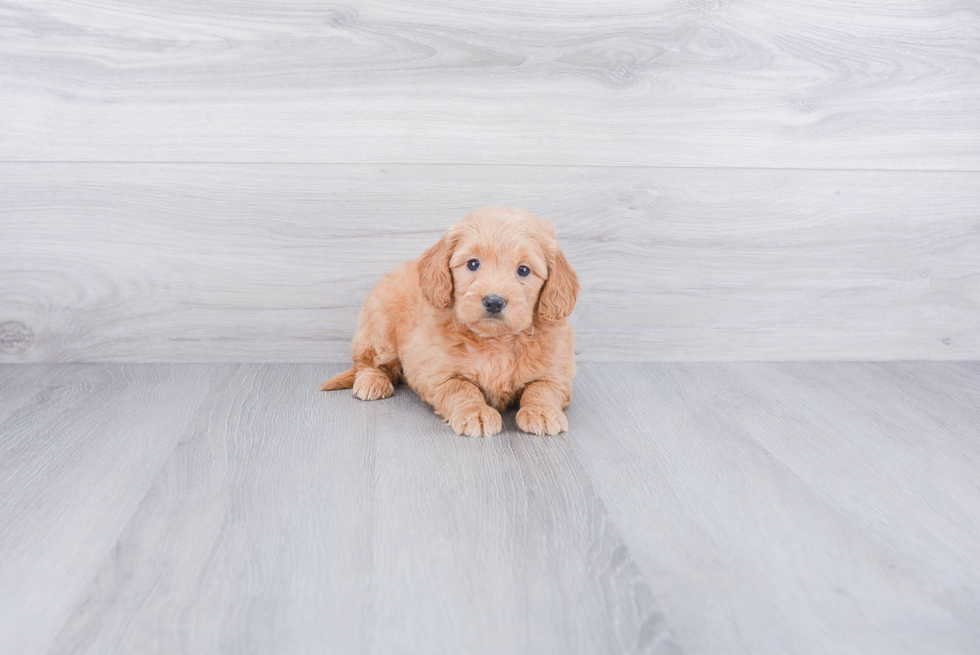 Hypoallergenic Golden Retriever Poodle Mix Puppy