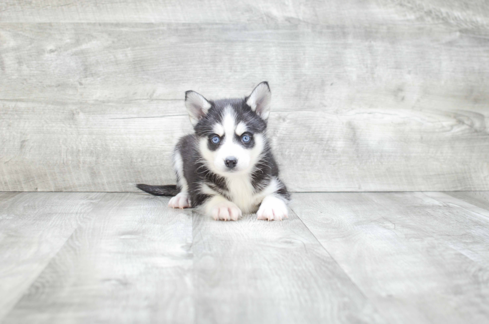 Happy Pomsky Baby