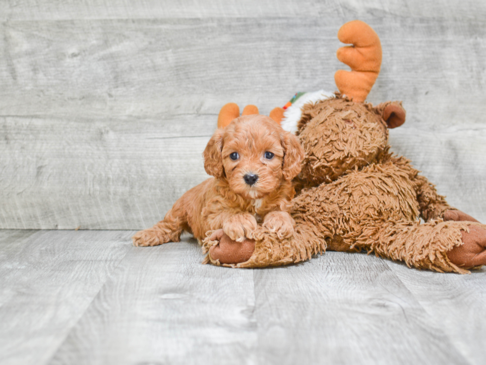 Playful Cavoodle Poodle Mix Puppy