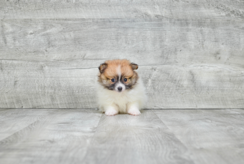 Pomeranian Puppy for Adoption