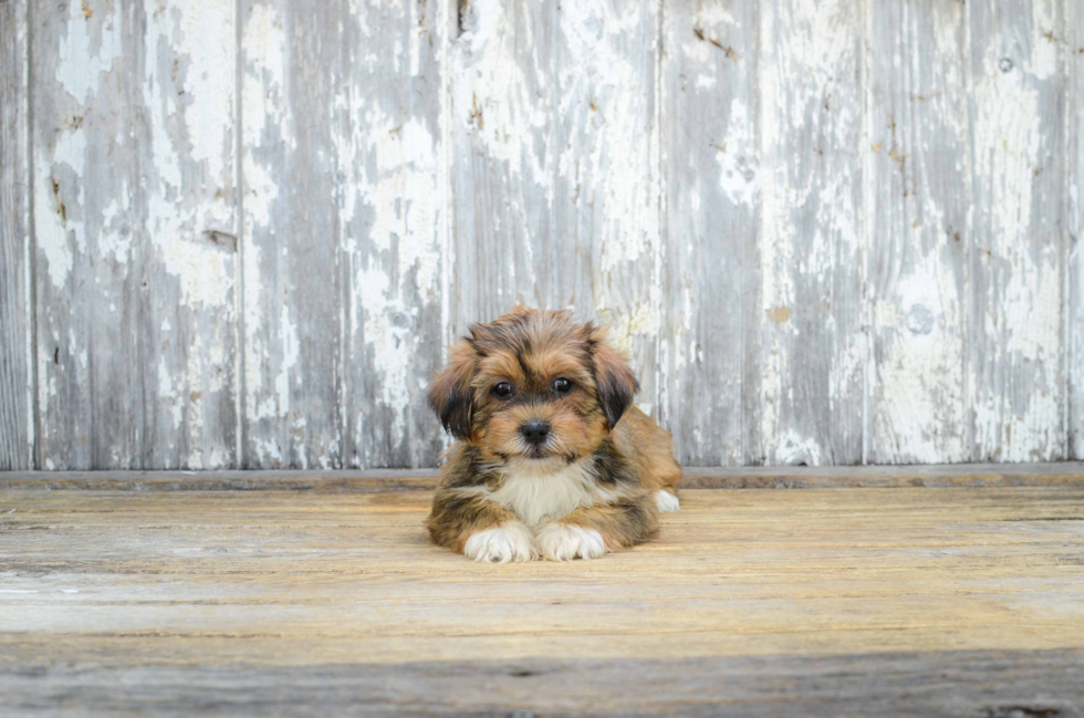 Sweet Shorkie Baby