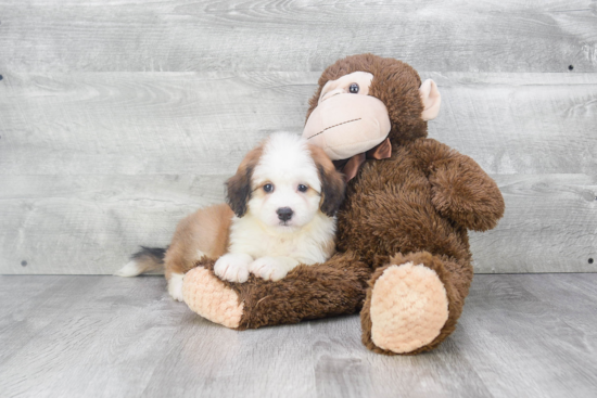 Best Mini Bernedoodle Baby