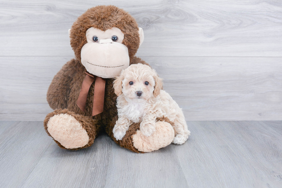 Fluffy Maltipoo Poodle Mix Pup