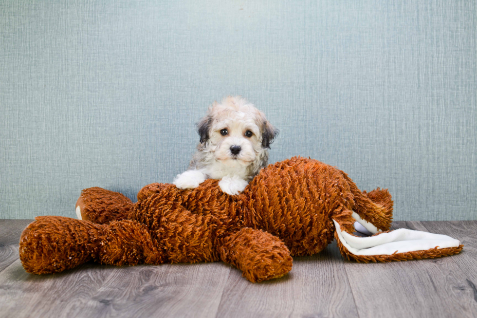 Funny Havanese Baby