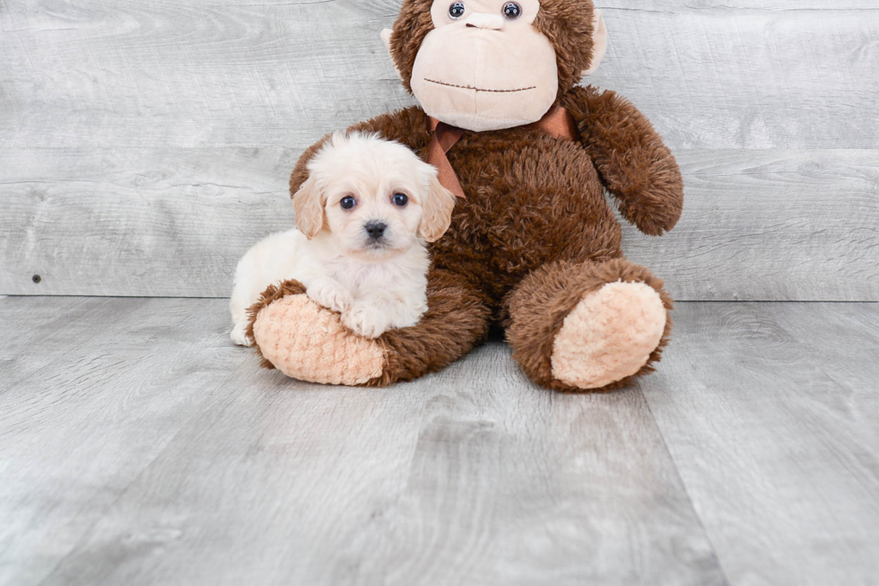 Cavachon Pup Being Cute