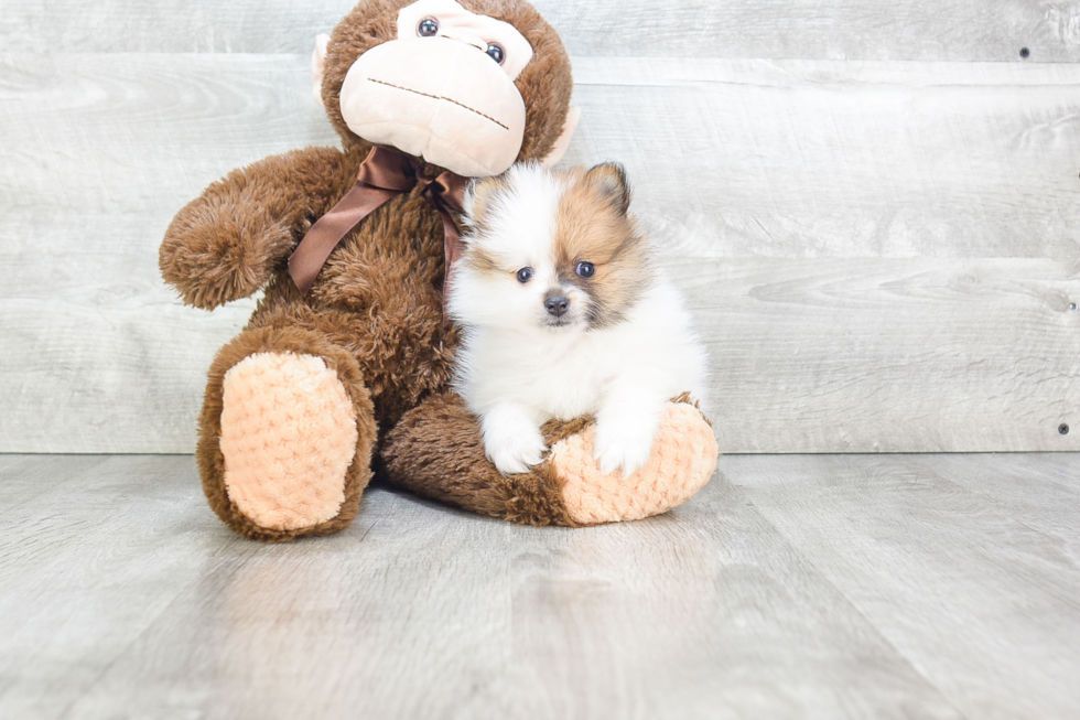 Friendly Pomeranian Baby