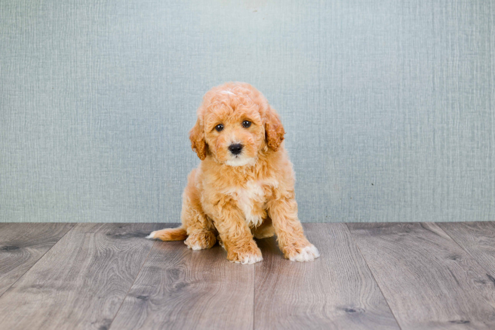 Smart Mini Goldendoodle Poodle Mix Pup