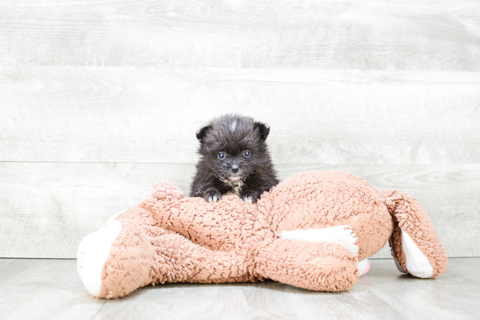 Pomeranian Puppy for Adoption