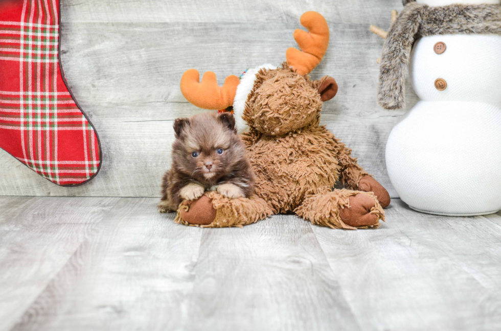 Small Pomeranian Purebred Pup